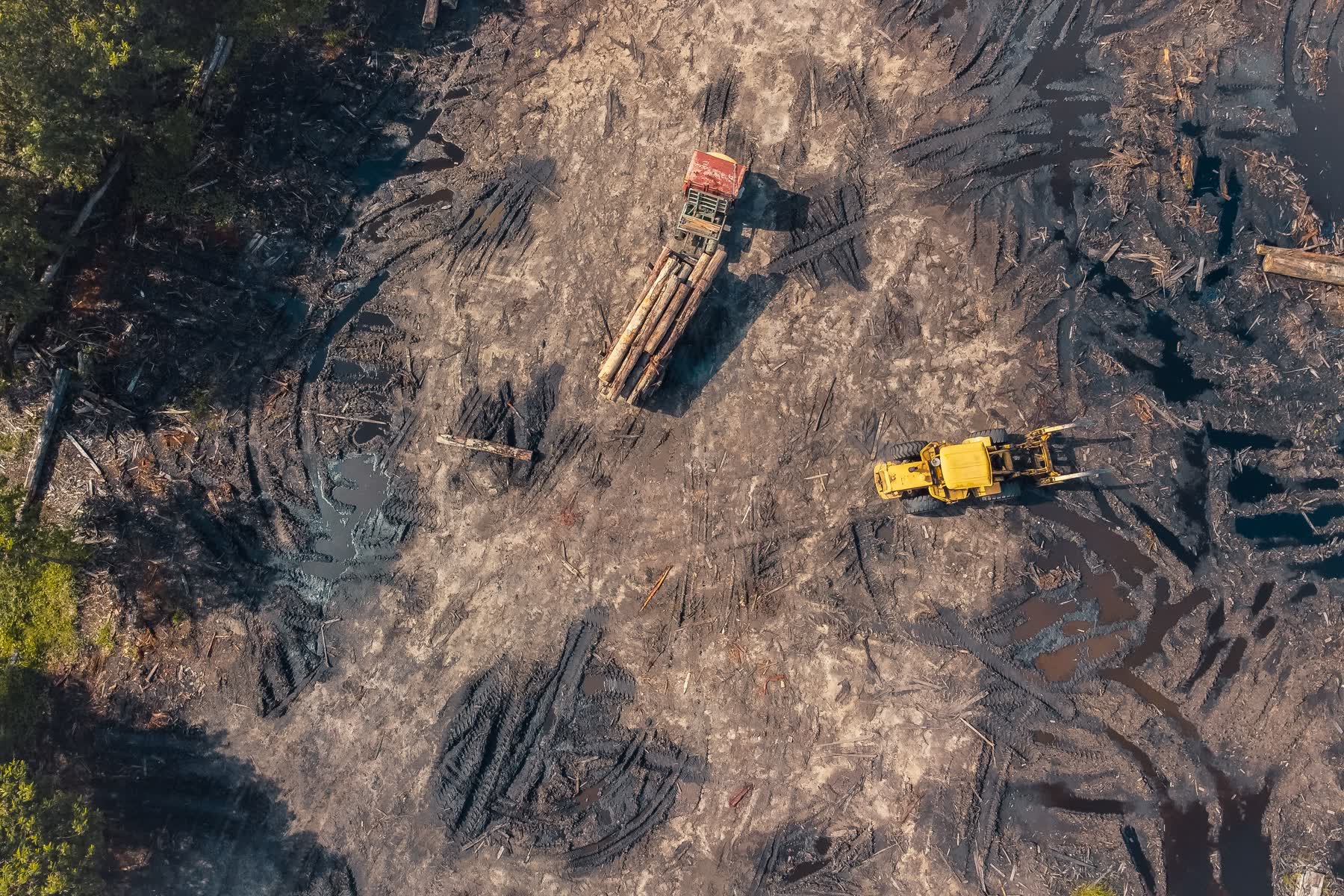 Logged tropical forest cleared for agriculture